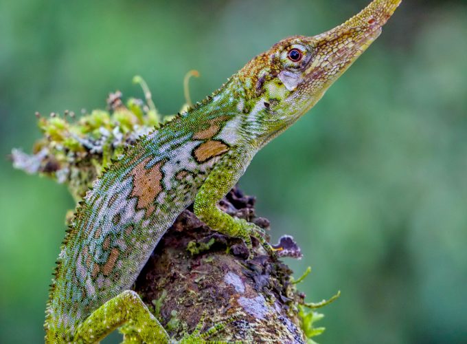 Wallpaper Pinocchio lizard, Ecuador, green, nature, animal, reptiles, tourism, Animals 635971183